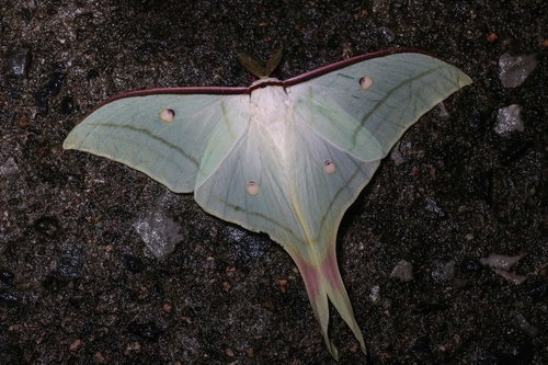 Chinese Moon Moth