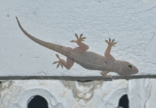 Northern House Gecko