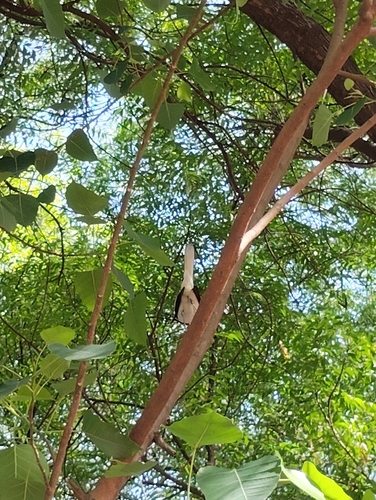 Oriental Magpie-Robin
