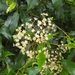 Schizomeria ovata - Photo 由 Luis Webber 所上傳的 (c) Luis Webber，保留所有權利