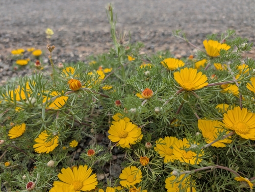 Palm Springs Daisy