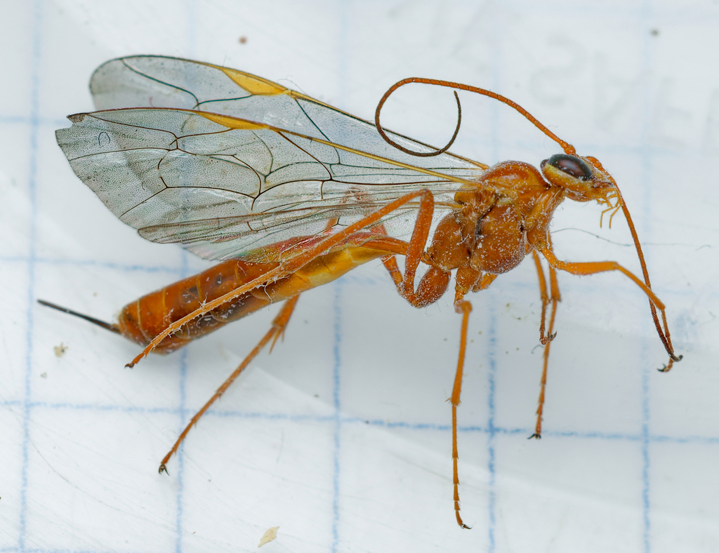 Ichneumonid Wasps in April 2026 by Lane Nielson. Based on a previous ...