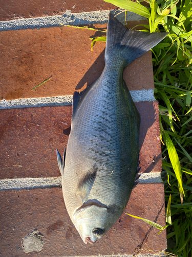 Medialuna californiensis