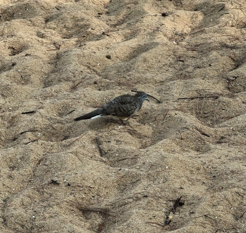 Zebra Dove