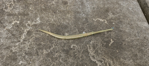 Fistularia commersonii
