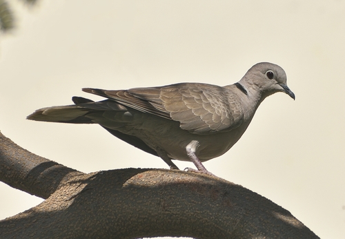 Eurasian Collared-Dove