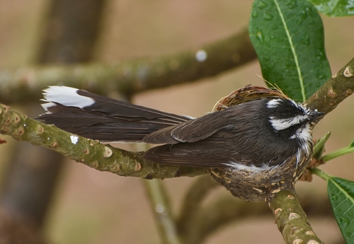 White-browed Fantail