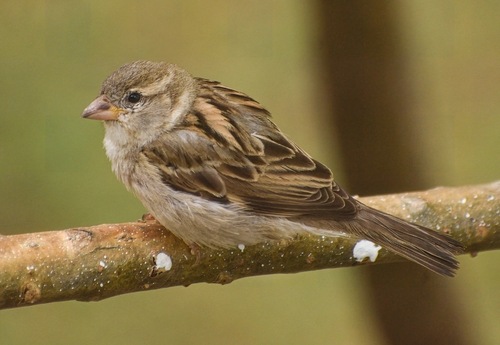 House Sparrow