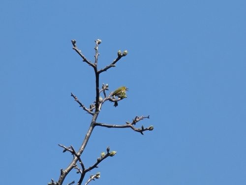 Warbling White-eye