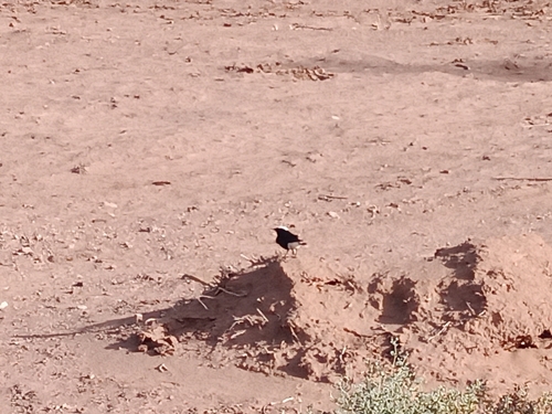 White-crowned Wheatear
