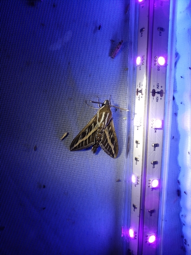 Striped Hawkmoth