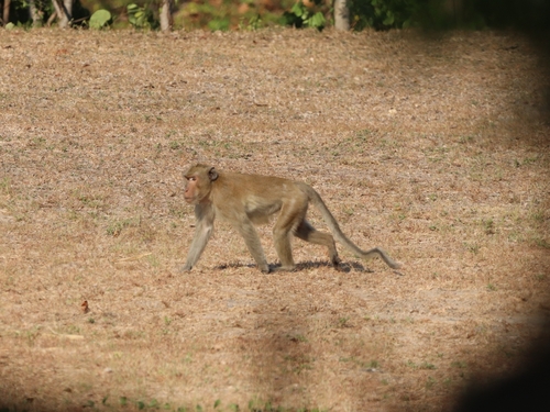 Long-tailed Macaque