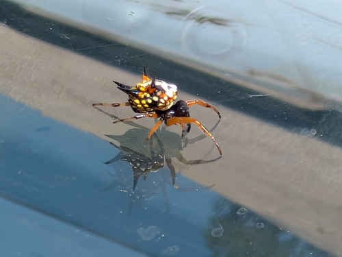 Christmas Jewel Spider