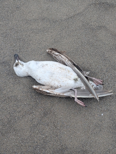 Yellow-legged Gull