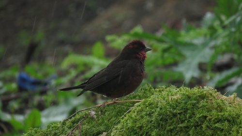 Dark-breasted Rosefinch