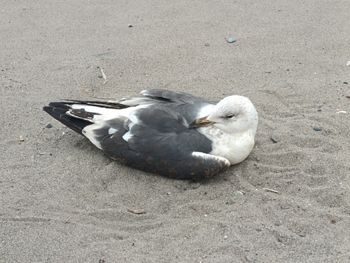 Lesser Black-backed Gull