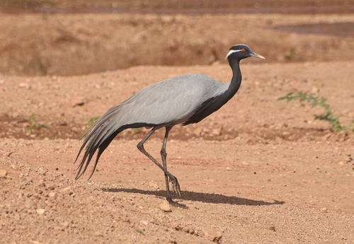 Demoiselle Crane