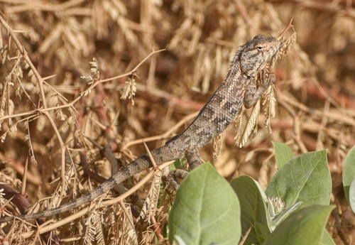 Indian Garden Lizard