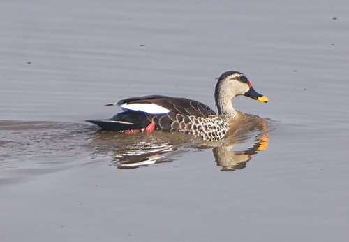 Indian Spot-billed Duck