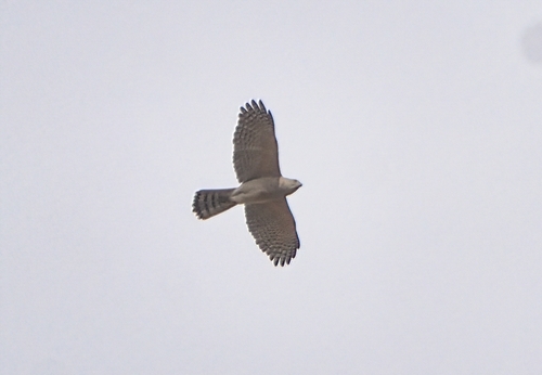 Shikra