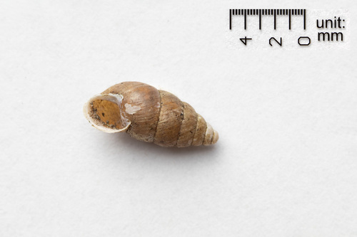Lesser Bulin