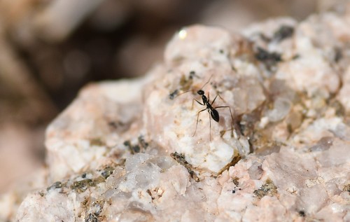 Lepisiota gracilicornisLepisiota gracilicornis