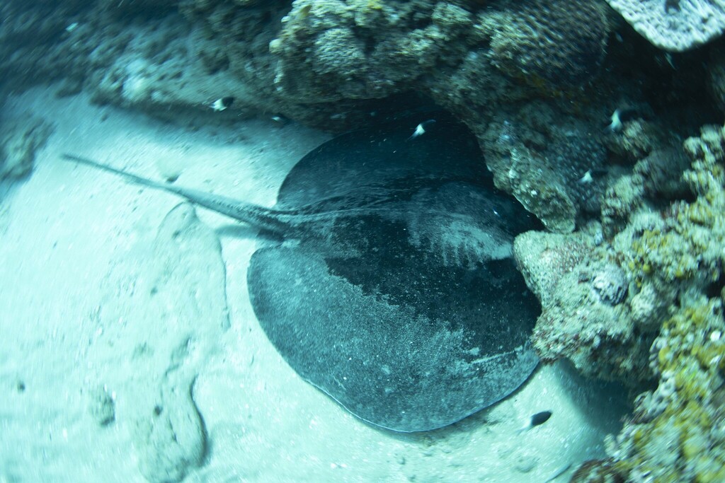 Blotched Fantail Ray in April 2026 by leoposthumus · iNaturalist