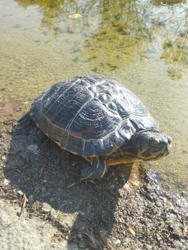 Trachemys scripta scripta