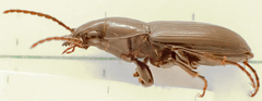 Pterostichus adstrictus image