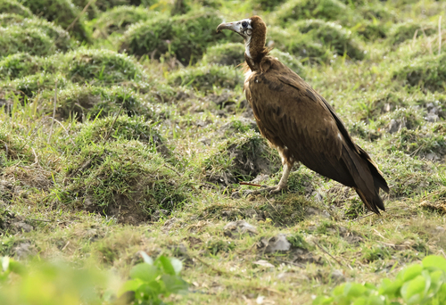 Hooded Vulture
