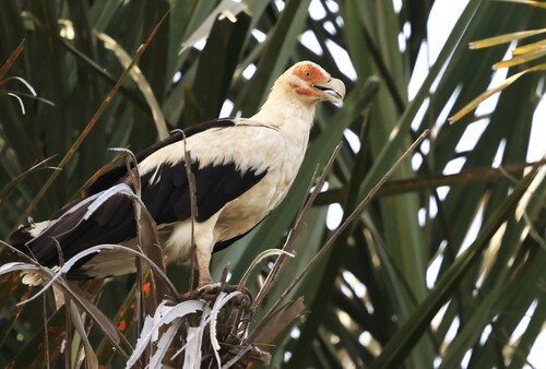 Palm-nut Vulture