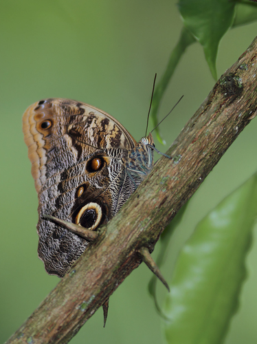 Pale Owl Caligo telamonius (C. & R. Felder, 1862)