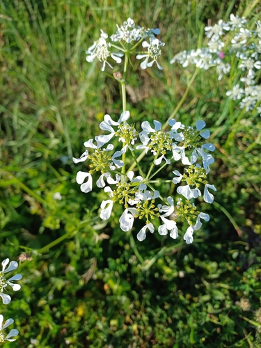 Mediterranean Hartwort