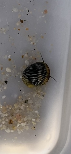 Nerita scabricosta