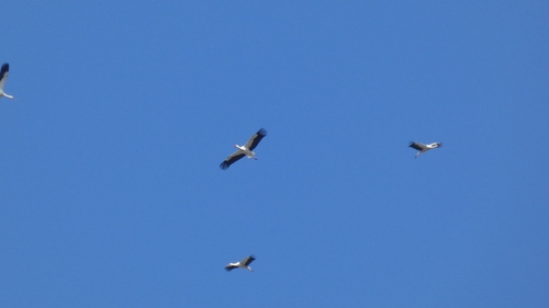 White Stork