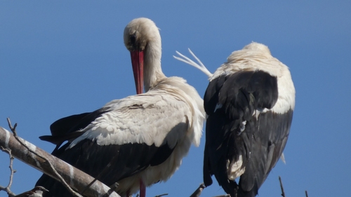 White Stork
