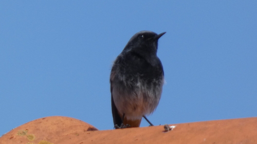 Black Redstart