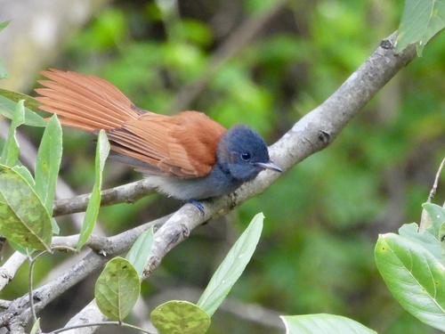 African Paradise-Flycatcher