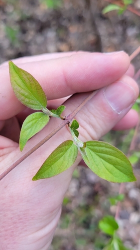 roughleaf dogwood