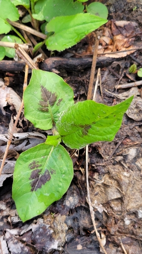 American jumpseed