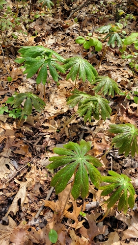 mayapple