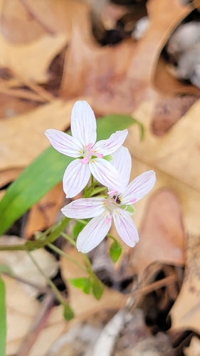Virginia Springbeauty