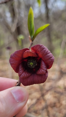 common pawpaw