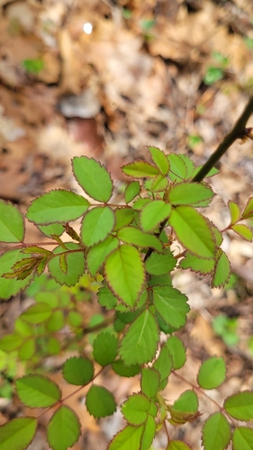 multiflora rose