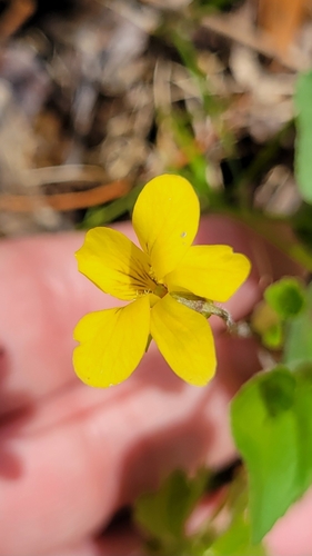 Smooth Yellow Violet