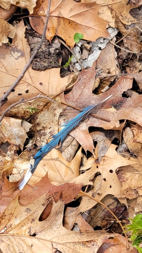 Blue Jay