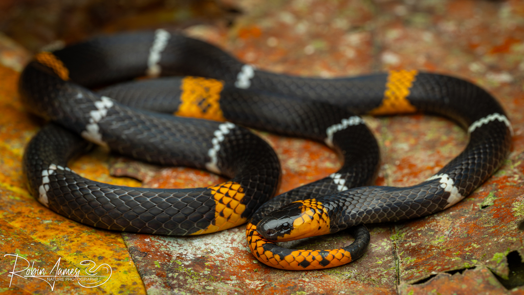 Hemprich's Coralsnake (Micrurus hemprichii)