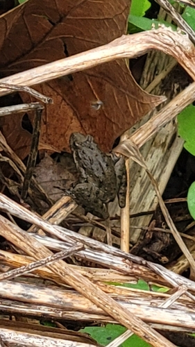 Blanchard's Cricket Frog
