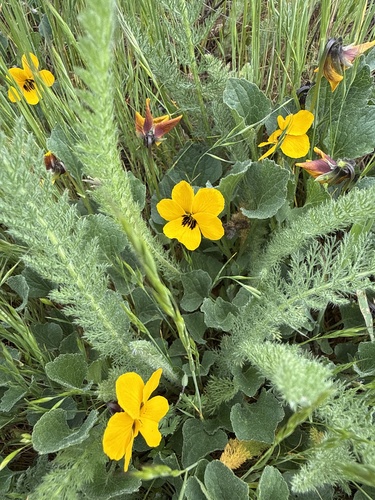 iNaturalist observation photo of California Golden Violet