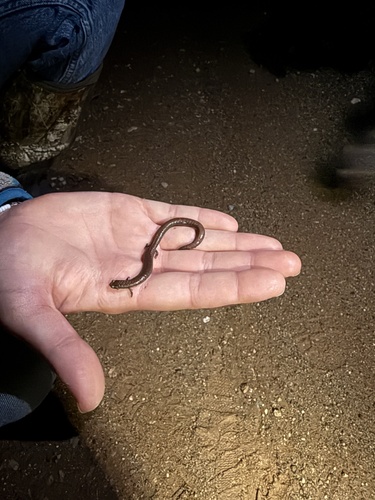 iNaturalist observation photo of California Slender Salamander